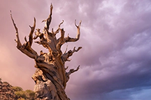 Images Dated 30th August 2012: USA, California, Inyo National Forest