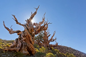 USA, California, Inyo National Forest. The Sentinel Tree in Ancient Bristlecone Pine Forest