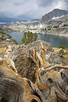Images Dated 14th August 2012: USA, California, Inyo National Forest. Scenic of Steelhead Lake