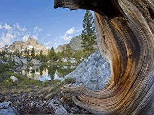 USA, California, Inyo National Forest. Old pine and tarn next to Garnet Lake. Credit as