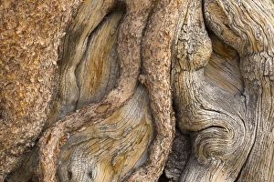 USA, California, Inyo National Forest. Close-up of gnarled pine tree trunk. Credit as