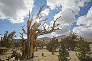 Images Dated 30th August 2012: USA, California, Inyo National Forest. Scenic in Ancient Bristlecone Pine Forest