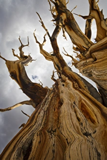 Images Dated 30th August 2012: USA, California, Inyo National Forest. Close-up of tree in Ancient Bristlecone Pine Forest