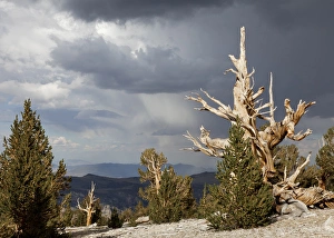 USA, California, Inyo National Forest. Scenic in Ancient Bristlecone Pine Forest