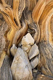 Images Dated 30th August 2012: USA, California, Inyo National Forest. Close-up of patterns in bristlecone pine wood