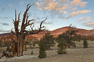USA, California, Inyo National Forest. Scenic in Ancient Bristlecone Pine Forest