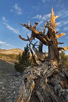 USA, California, Inyo National Forest. Close-up of tree in Ancient Bristlecone Pine Forest