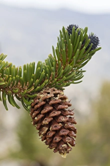USA, California, Inyo National Forest. Close-up of bristlecone tree pine cone. Credit as