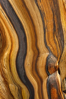 Images Dated 31st August 2012: USA, California, Inyo National Forest. Patterns in bristlecone pine wood. Credit as
