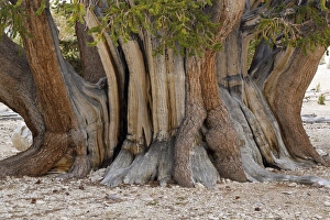 Images Dated 31st August 2012: USA, California, Inyo National Forest. Close-up of The Patriarch Tree in Ancient