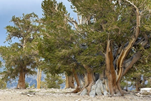 Images Dated 31st August 2012: USA, California, Inyo National Forest. Overview of The Patriarch Tree in Ancient