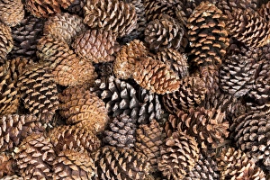 Images Dated 31st August 2012: USA, California, Inyo National Forest. Close-up of bristlecone tree pine cones. Credit as