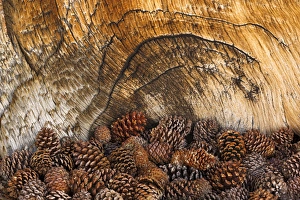 USA, California, Inyo National Forest. Bristlecone pine cones at base of bristlecone pine tree