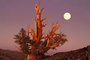 Images Dated 14th October 2007: USA, California, Inyo National Forest, White Mountains. Full moon rising behind ancient
