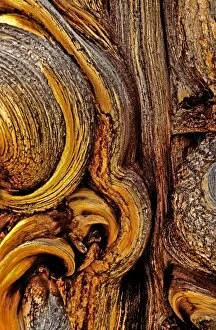 USA, California, Inyo National Forest, White Mountains. Bristlecone pine bark detail