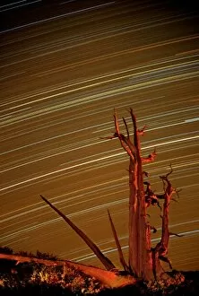 Images Dated 14th October 2007: USA, California, Inyo National Forest, White Mountains. Star trails over bristlecone pine