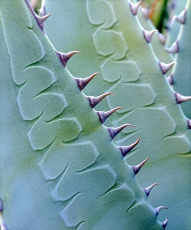 Images Dated 6th May 2014: USA, California, Jacumba. Patterns of an Agave plant
