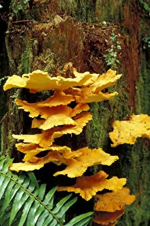 USA, California, Jedediah Smith Redwoods State Park Chicken mushroom (Laetiporus