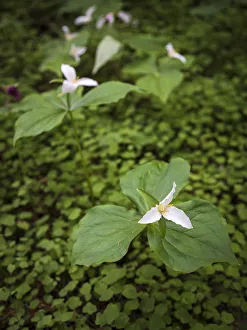 Trillium Ovatum Prints: USA, California, Jedediah Smith Redwoods State Park. Trillium flower plants. Credit as