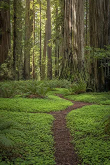 Path Prints: USA, California, Jedediah Smith Redwoods State Park