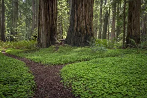Images Dated 14th April 2018: USA, California, Jedediah Smith Redwoods State Park. Redwood trees scenic. Credit as