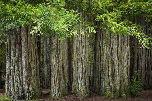 Images Dated 14th April 2018: USA, California, Jedediah Smith Redwoods State Park. Redwood trees scenic. Credit as