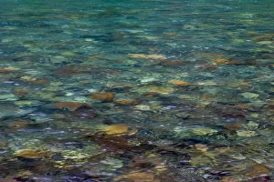Aquamarine Prints: USA, California, Jedediah Smith Redwoods State Park. Smith River scenic. Credit as