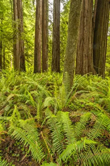 Images Dated 14th August 2021: USA, California, Jedediah Smith Redwoods State Park. Scenic with redwood trees and ferns