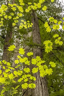 Images Dated 14th August 2021: USA, California, Jedediah Smith Redwoods State Park. Maple branches and redwood trees