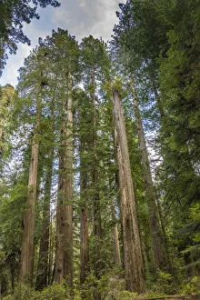 Images Dated 14th August 2021: USA, California, Jedediah Smith Redwoods State Park. Landscape with redwood trees