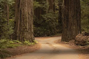 USA, California, Jedediah Smith Redwoods State Park. Dirt road winds through old growth coastal redwood trees