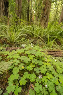 USA, California, Jedediah Smith Redwoods State Park. Oxalis and redwood trees scenic