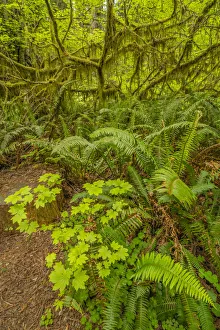 Images Dated 14th August 2021: USA, California, Jedediah Smith Redwoods State Park