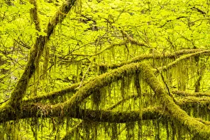 Images Dated 14th August 2021: USA, California, Jedediah Smith Redwoods State Park. Maple tree moss-covered limbs