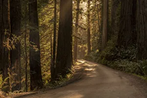 Images Dated 18th June 2021: USA, California, Jedediah Smith Redwoods State Park