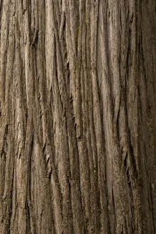 USA, California, Jedediah Smith Redwoods State Park. Close-up of coastal redwood tree bark