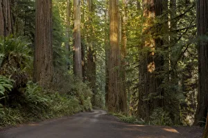 USA, California, Jedediah Smith Redwoods State Park. Dirt road winds through old growth coastal redwood trees