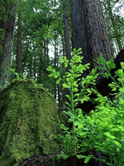 Usa, California. Jedediah Smith Redwoods State Park, tree saplings and moss-covered stump in forest
