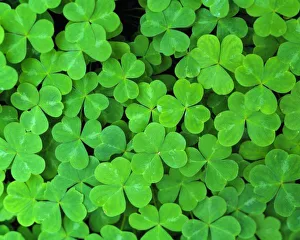 Clover Prints: USA, California, Jedediah Smith Rewood SP