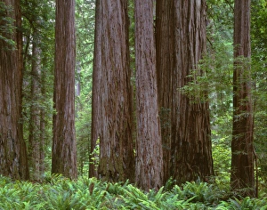 USA, California, Jedediah Smith State Park, Ancient redwoods tower above ferns in