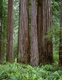 Giant Prints: USA, California, Jedediah Smith State Park, Ancient redwoods tower above ferns in