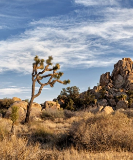 Images Dated 24th March 2013: USA, California, Joshua Tree National Park, Joshua trees in Mojave Desert