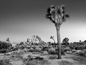 Images Dated 24th March 2013: USA, California, Joshua Tree National Park, Dawn and Joshua trees
