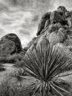 Images Dated 23rd March 2013: USA, California, Joshua Tree National Park, Mojave Yucca plant, also called Spanish