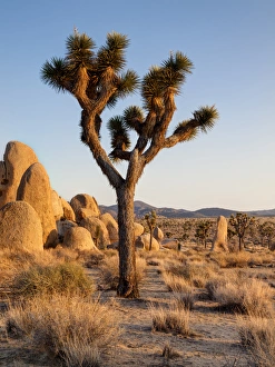 Images Dated 22nd March 2013: USA, California, Joshua Tree National Park, Late afternoon at Hidden Valley