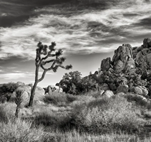 Images Dated 24th March 2013: USA, California, Joshua Tree National Park, Joshua tree in Mojave Desert