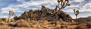 USA, California, Joshua Tree National Park, Panoramic view of Joshua trees in