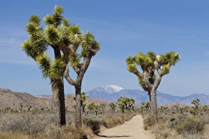 Images Dated 3rd April 2012: USA, California, Joshua Tree National Park. View of Joshua trees and mountains. Credit as