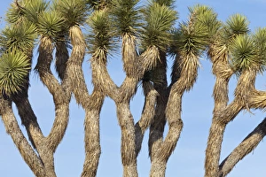 Images Dated 3rd April 2012: USA, California, Joshua Tree National Park. Close-up of Joshua trees against blue sky