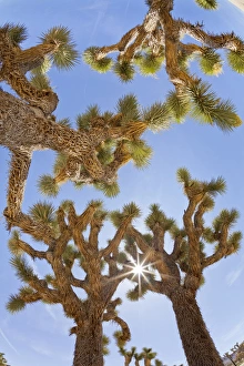 Images Dated 3rd April 2012: USA, California, Joshua Tree National Park. Sunburst through Joshua trees. Credit as